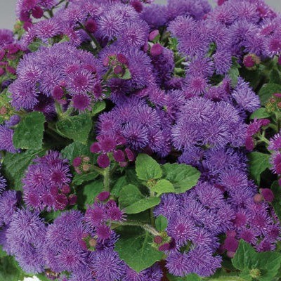 Ageratum 'Artist Blue'
