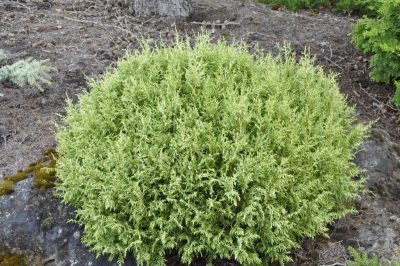 Chamaecyparis pisifera 'White Pygmy'