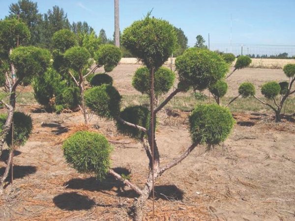 Juniperus chinensis 'San Jose' (Pompon)