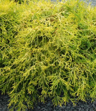 Chamaecyparis pisifera 'Golden Mops' (sur tige)