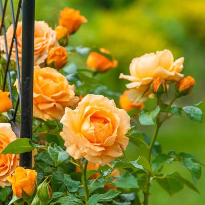 Rosa grimpant 'Golden Opportunity'