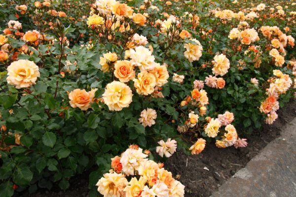 Rosa floribunda 'Gold and Great'