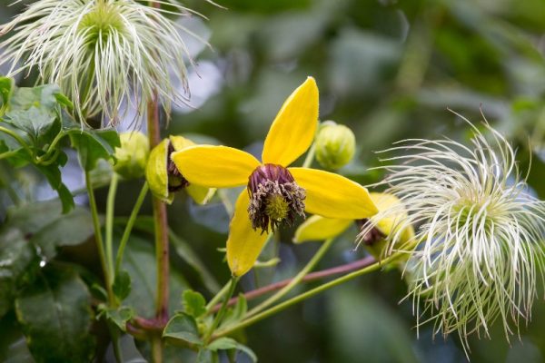 Clematis Tangutica 'Golden Tiara'