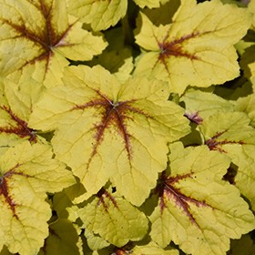 Heucherella 'Catching Fire'