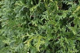 Thuya occidentalis 'Brandon Gold' (Thusid2)