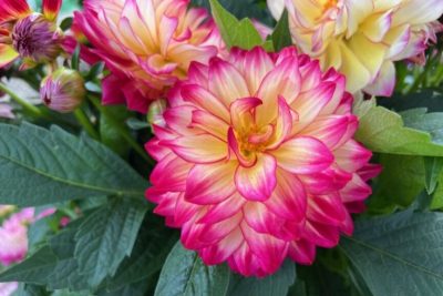 Dahlia Maggiore 'Pomegranate'