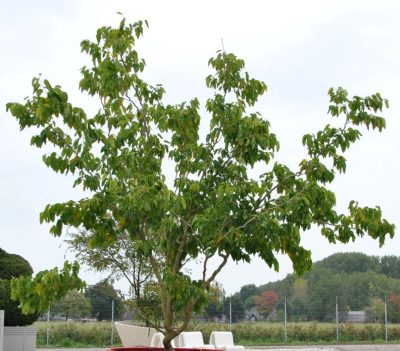 Morus latifolia 'Spirata' (ZigZag)