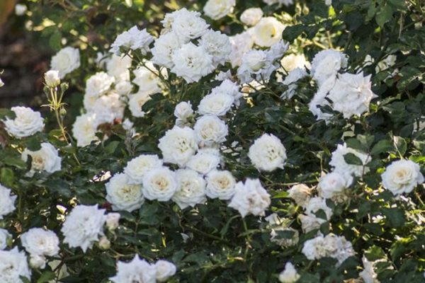 Rosa 'White Drift'
