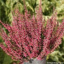 Bruyère d'été  'Amethyst'