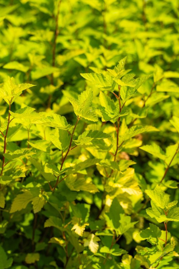 Physocarpus opulifolius 'Luteus' STD