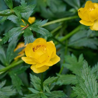 Trollius x culturum 'Lemon Queen