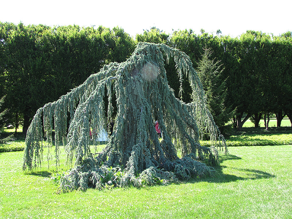 Cedrus atlantica ‘Glauca Pendula’