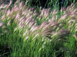 Hordeum jubatum