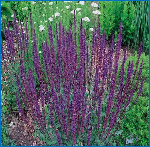 Sauge 'Caradonna'