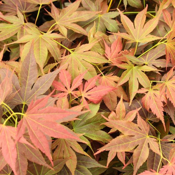 Acer palmatum 'lijima sunago'