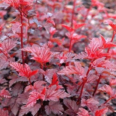Physocarpus opulifolius 'Lady in Red'
