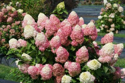 Hydrangea paniculata 'Quick Fire Fab' PW (sur tige)