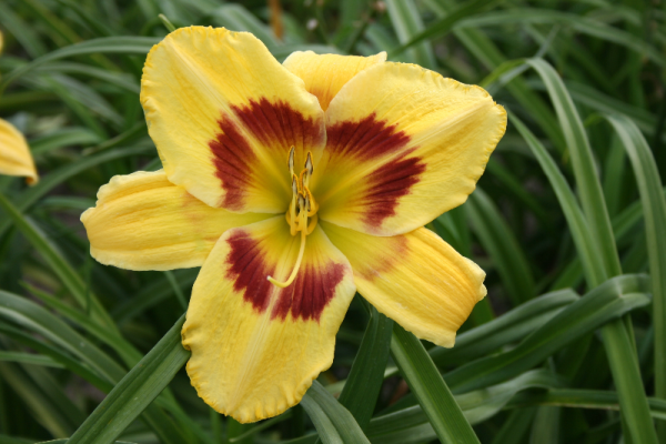 Hemerocallis 'King George'