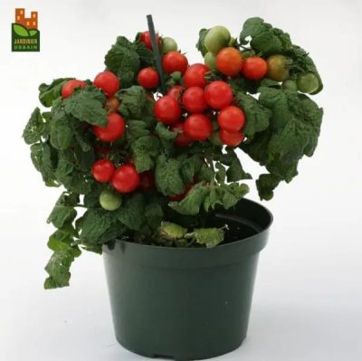 Determinate red cherry tomato