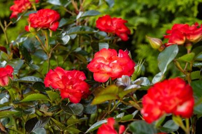 Rosa Always Together