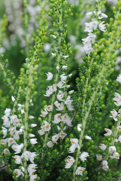 Calluna vulgaris 'Spring Cream'