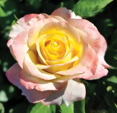 Rosa HT 'Make Me Blush'