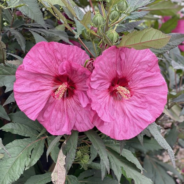 Hibiscus 'Summerific Berry Awesome'