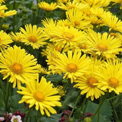 Doronicum 'Little Leo'