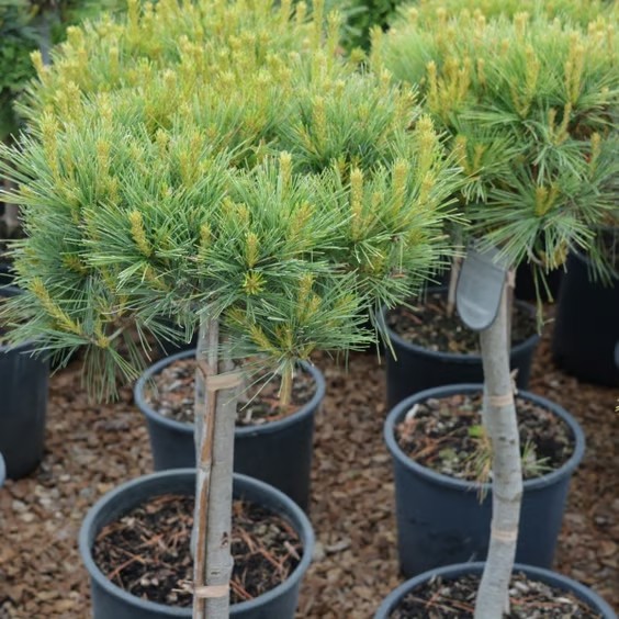 Pinus Strobus 'Blue Shag' STD