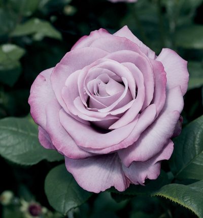 Rosa HT 'Neptune'