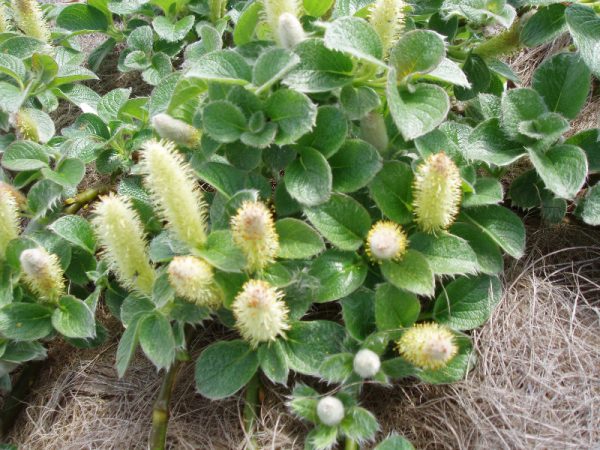 Salix nakamurana var. 'Yezoalpina'