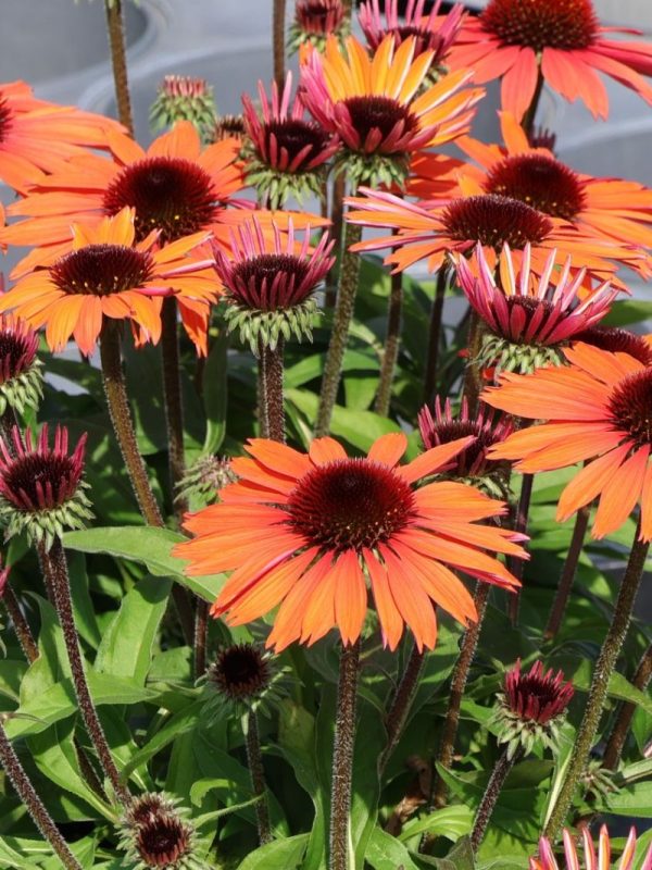 Echinacea 'Sunmagic Vintage Electric Orange'