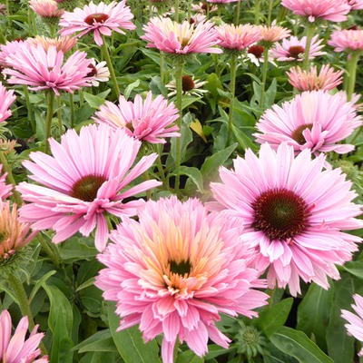 Echinacea 'Sunseekers Salmon'