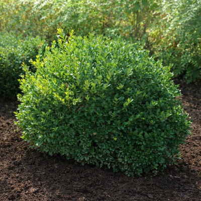 Buxus 'Green Velvet'