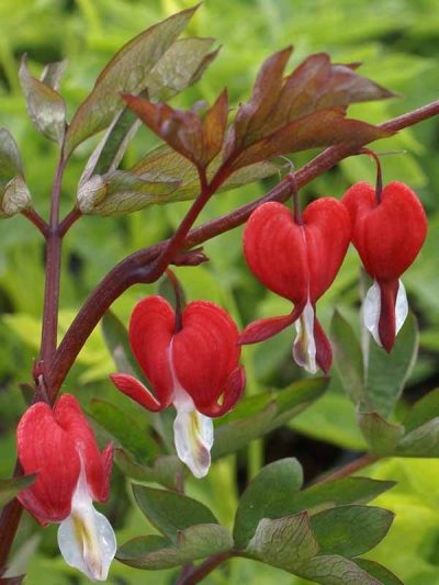 Dicentra spectabilis 'Valentine'