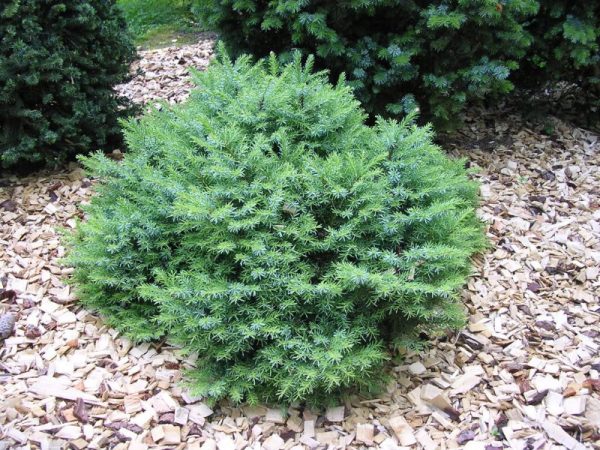 Picea omorika 'Karel'