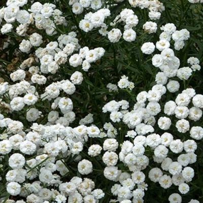 Achillea ptarmica 'Peter Cottontail'