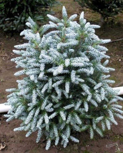 Abies Koreana 'Silver Show'
