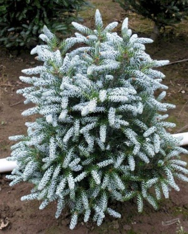 Abies Koreana 'Silver Show'
