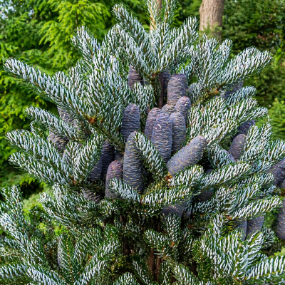 Abies Koreana 'Silver Show'