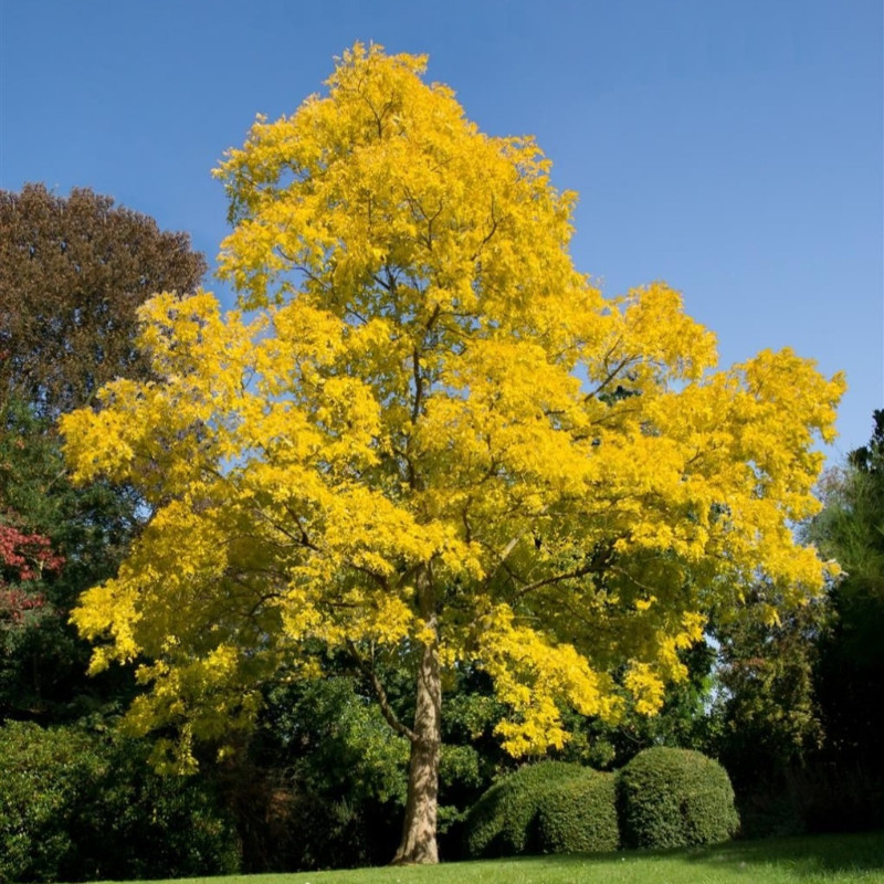 Robinier faux-acacia ‘Frisia’