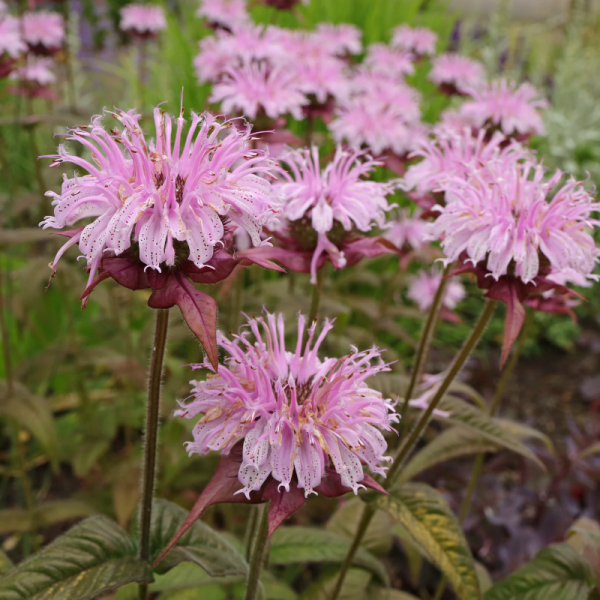 Monarda 'Bradburiana'