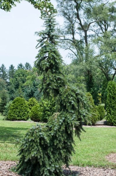 Picea omorika 'Pendula Brun's'