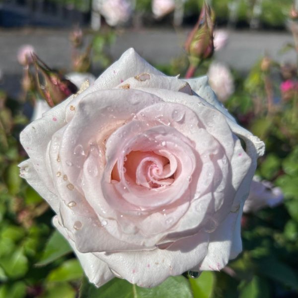 Rosa floribunda 'Anniversary Blush'