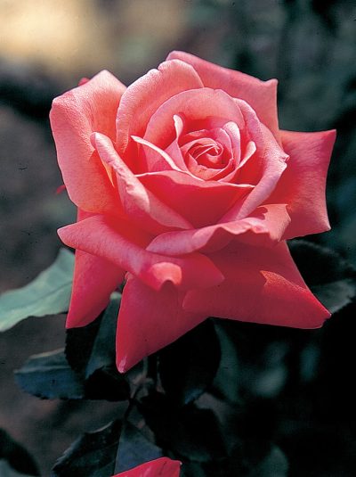 Rosa HT 'Artistry'
