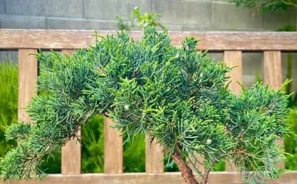 Juniperus chinensis 'Shimpaku Fudu'