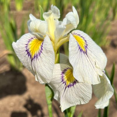 Iris pseudata 'Eye Liner'