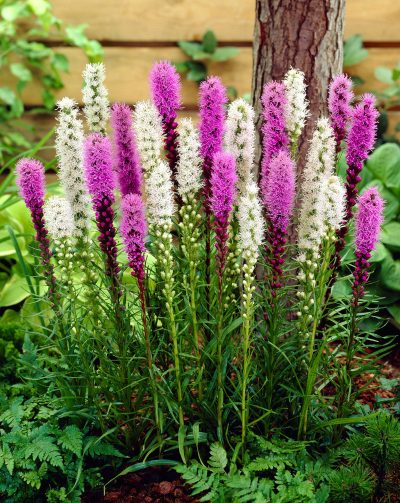 Liatris spicata 'Mix'