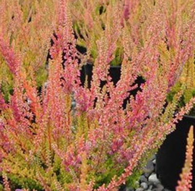 Calluna vulgaris 'Leslie Slinger'