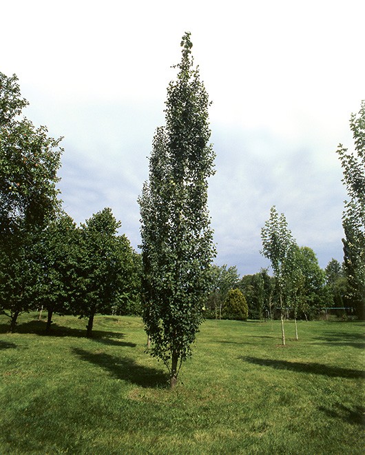 Upright European Aspen